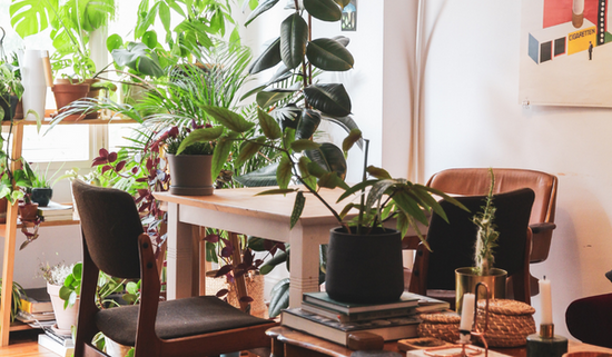 How Indoor Plants Can Support Your Health